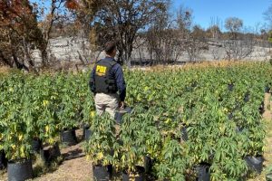 PDI incauta más de 1.800 plantas de cannabis en quebradas de Los Vilos