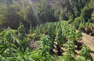 Nuevo decomiso de drogas: más de 2 mil plantas de marihuana fueron incautadas por el OS7 en Los Vilos