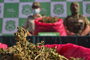 El mayor hallazgo de marihuana en la Provincia de Choapa: 15 mil plantas decomisadas en Los Vilos